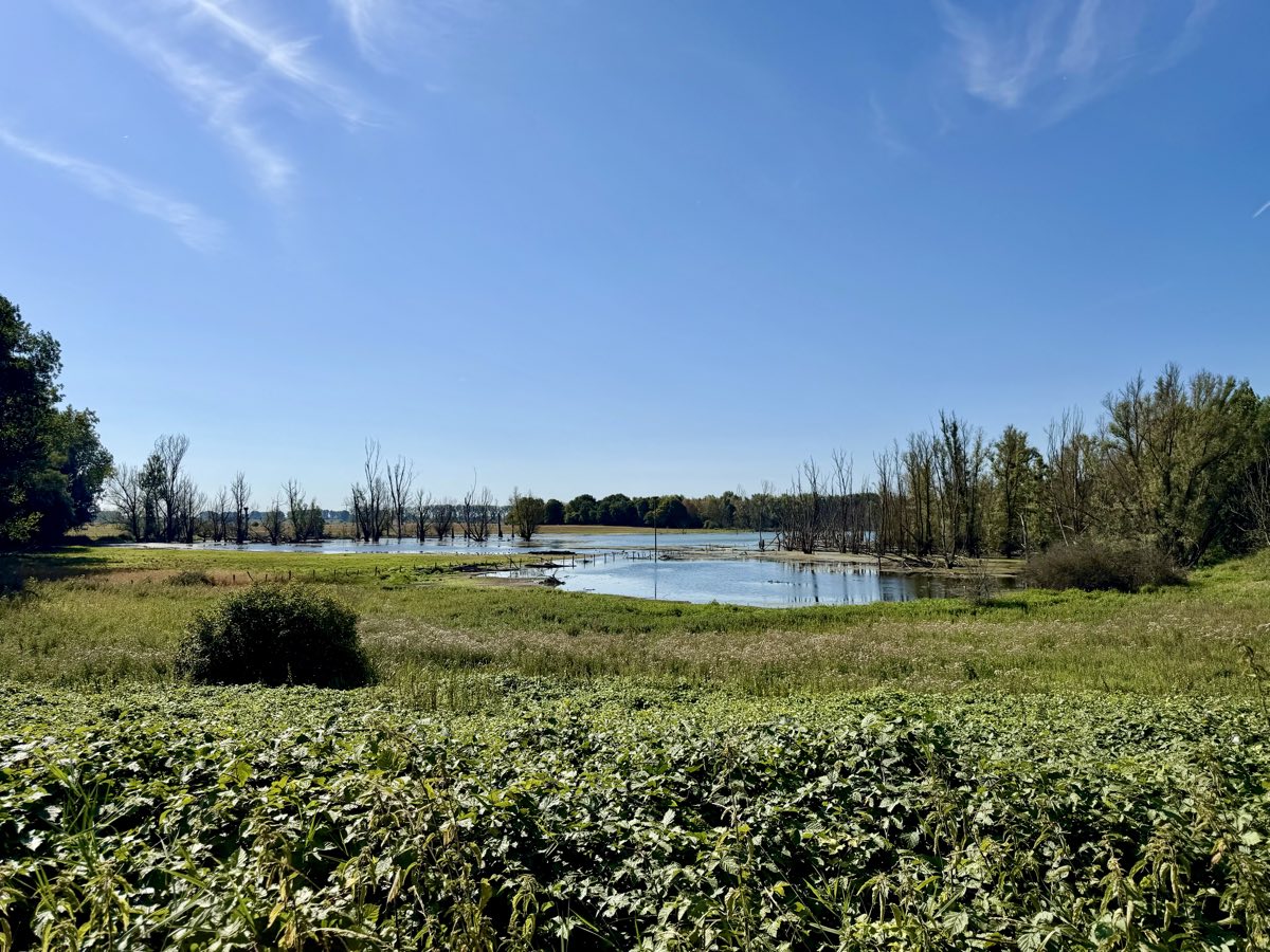 Auenlandschaft der Bislicher Insel in der Rheinaue bei Xanten – Wasserflächen und Wiesen